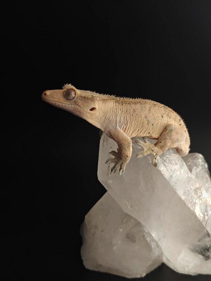 Wimpergekko dal spots