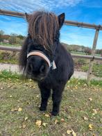 Kindvriendelijke shetlanders en veulens, Dieren en Toebehoren, Pony's, Merrie, 0 tot 2 jaar