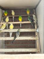 Te koop Roodruggen split Fallow, Meerdere dieren, Parkiet, Geringd