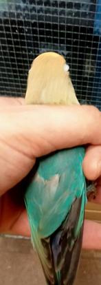Prachtige piep jonge agapornis fisheri yellow face turquoise, Vrouwelijk, Dwergpapegaai of Agapornis, Geringd
