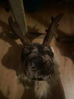 Eland Hoofd Decoratie, Ophalen, Gebruikt