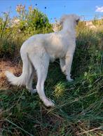 LEO, PRACHTIG VRIENDELIJK & ZACHTAARDIG JONG REUTJE, Dieren en Toebehoren, Honden | Niet-rashonden, Particulier, Reu, 1 tot 2 jaar