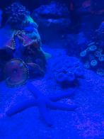 Caulastrea

Koraal leuk voor je zeeaquarium, Dieren en Toebehoren, Overige typen