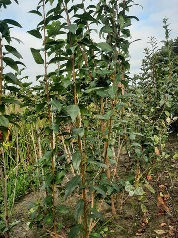 Chinees klokje Forsythia intermedia spectabilis 120/140cm beschikbaar voor biedingen