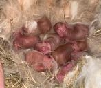 Franse hangoren, Dieren en Toebehoren, Konijnen, Meerdere dieren, Groot, Hangoor