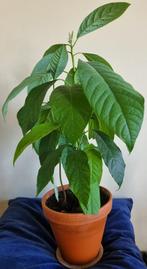 Persea Americana | Avocado plant Gaya, Huis en Inrichting, Kamerplanten, Overige soorten, Minder dan 100 cm, In pot, Volle zon
