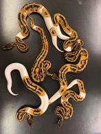 2 x Pied Python Regius / Koningspython Piebald