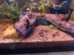 Red cherry garnalen, Dieren en Toebehoren, Vissen | Aquariumvissen, Kreeft, Krab of Garnaal