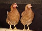Te koop jonge legkippen ras Lohman bruin leghennen, Dieren en Toebehoren, Pluimvee, Vrouwelijk, Kip