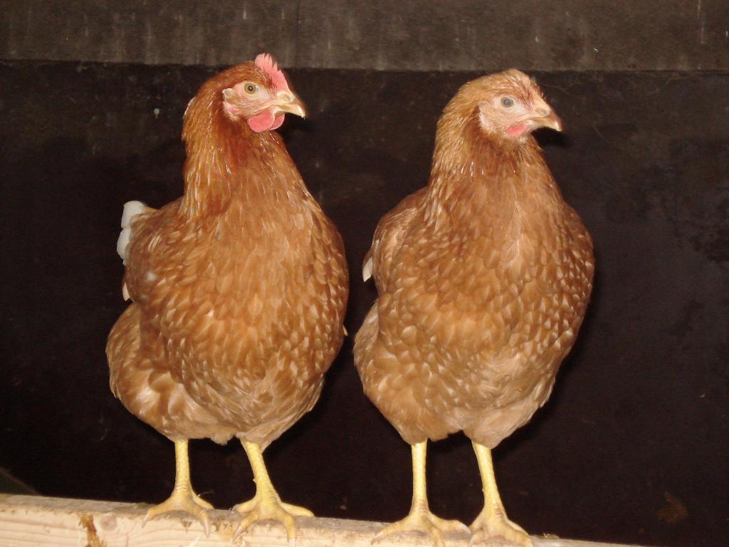 Te koop jonge legkippen ras Lohman bruin leghennen, Dieren en Toebehoren, Pluimvee, Kip, Vrouwelijk