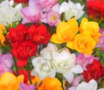 Freesia dubbel gemengd maat 5/6 (50 stuks), Tuin en Terras, Bloembollen en Zaden, Ophalen, Voorjaar, Volle zon, Bloembol