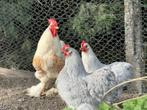 Broedeieren cochin kriel, Dieren en Toebehoren, Pluimvee, Geslacht onbekend, Kip