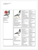 16 postduiven alles in een keer te koop, Meerdere dieren, Postduif