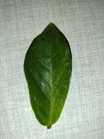 Zamioculcas zamiifolia (ZZ plant) mint variegata, Overige soorten, Minder dan 100 cm, Groene kamerplant, Halfschaduw