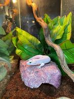 Luipaard gekko full eclipse, Hagedis, 0 tot 2 jaar