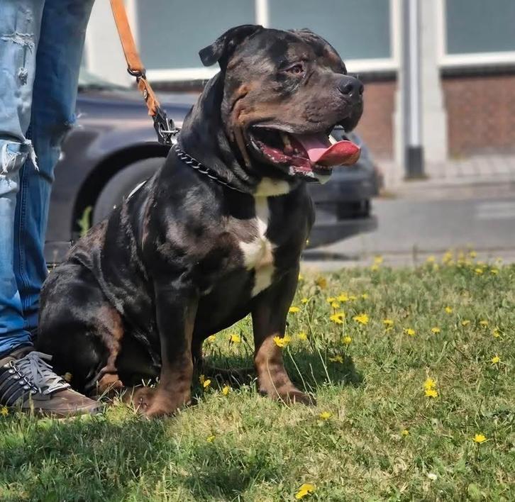 🐶Lieve American bully XL tri color merle 3 jaar oud ABKC🐾, Dieren en Toebehoren, Honden | Bulldogs, Pinschers en Molossers, Reu