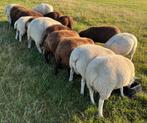 BoerenTexelaar dekrammen geb. maart 2025, Dieren en Toebehoren, Mannelijk, Schaap