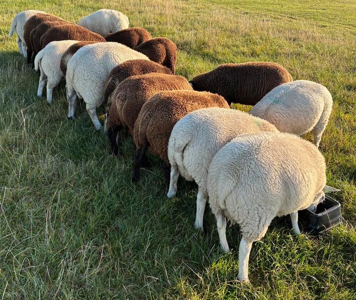 BoerenTexelaar dekrammen geb. maart 2025, Dieren en Toebehoren, Schapen, Geiten en Varkens, Schaap, Mannelijk