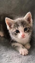 Super lieve sociale kittens., Dieren en Toebehoren, Katten en Kittens | Overige Katten, Meerdere dieren, Kortharig, 0 tot 2 jaar
