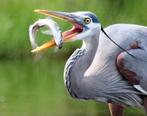Schrikdraad tegen reigers - Bescherm uw vijver en vissen, Ophalen of Verzenden, Nieuw