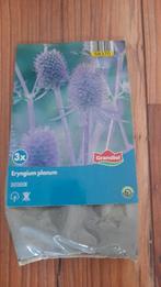 Kogeldistel, Tuin en Terras, Bloembollen en Zaden, Ophalen, Voorjaar, Volle zon, Zaad