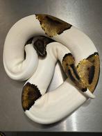 Ball Python Piebald 0.1, Dieren en Toebehoren, Reptielen en Amfibieën, Slang