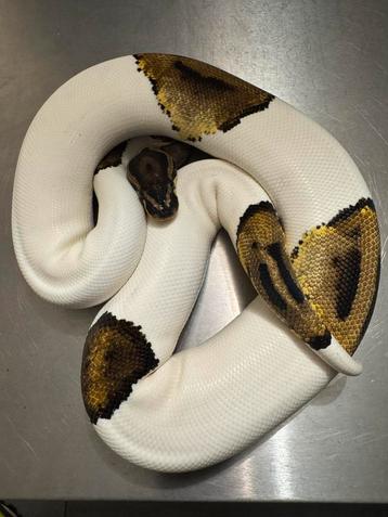 Ball Python Piebald 0.1 beschikbaar voor biedingen