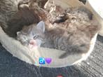 Siberische kittens, Dieren en Toebehoren, Meerdere dieren, 0 tot 2 jaar