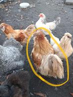 Zijdehoen haan, Dieren en Toebehoren, Pluimvee, Mannelijk, Kip