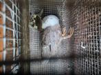 Leuke kwakers, Dieren en Toebehoren, Pluimvee, Kip