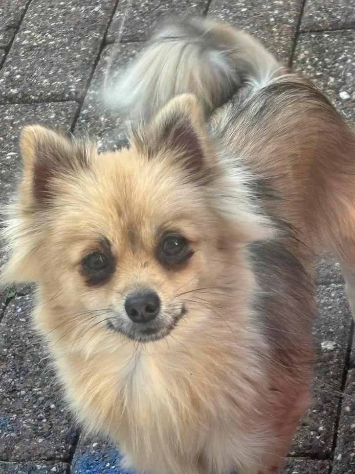 Pomchi teefje, Dieren en Toebehoren, Honden | Chihuahua's en Gezelschapshonden, Teef, Overige rassen, Particulier, Eén hond, Nederland