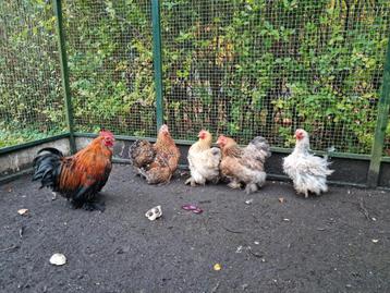 Fantastische groep 1-4 Cochin kriel cochins krulveer porsele beschikbaar voor biedingen