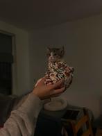 Kittens te koop, Dieren en Toebehoren, Katten en Kittens | Raskatten | Korthaar, Kater, Met stamboom, 0 tot 2 jaar