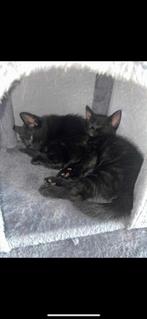 Kittens 10 weken, Dieren en Toebehoren, 0 tot 2 jaar