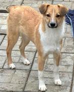 ZOEKT U EEN LIEF VRIEDENLIJK MAATJE? DAN WACHT RON OP U, Reu, 1 tot 2 jaar, Buitenland, Parvo