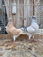 2 italiaanse meeuwen, Meerdere dieren, Overige soorten