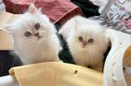 Kittens britse langhaar, Kater, 0 tot 2 jaar