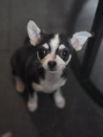 Mooie kortharige chihuahua puppy, Dieren en Toebehoren, Honden | Chihuahua's en Gezelschapshonden, Rabiës (hondsdolheid), 8 tot 15 weken