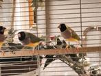 Koppel gouldamadine zwartkop, Meerdere dieren, Tropenvogel