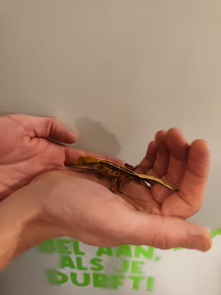 Gekko (s) wimper x gevlekte gekko