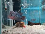 Flowerhorn Red Pearl Cichlide, Dieren en Toebehoren, Vis, Zoetwatervis