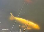 5 koikarpers, Karper of Koi