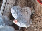 2 prachtige kleine cochin krielen, Vrouwelijk, Kip