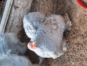 2 prachtige kleine cochin krielen beschikbaar voor biedingen