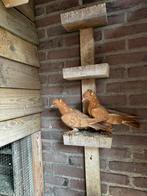 sari duiven, Dieren en Toebehoren, Vogels | Overige Vogels, Meerdere dieren, Tropenvogel