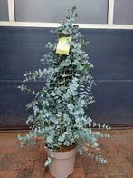 XL Eucalyptus 'Silver Dollar' - Eucalyptusplant/Gomboom H120, Tuin en Terras, Planten | Tuinplanten, Volle zon, Vaste plant, Bloeit niet