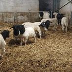 Dorper schapen, Dieren en Toebehoren, Meerdere dieren, Schaap, 0 tot 2 jaar