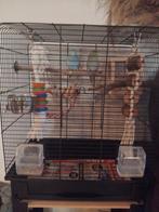 Mooi koppeltje forpussen met kooi, Dieren en Toebehoren, Meerdere dieren, Parkiet, Tam