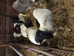 Te koop persianblackheads, Dieren en Toebehoren, Schapen, Geiten en Varkens, Meerdere dieren, Schaap
