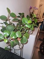 Leuke kamerplant - Peperomia obtusifolia, Huis en Inrichting, Kamerplanten, Ophalen of Verzenden